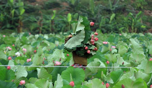 Quang An ist ein riesiges Lotusanbaugebiet in Hanoi und auch der Geburtsort des berühmten Handwerks der Teezubereitung mit Lotusduft