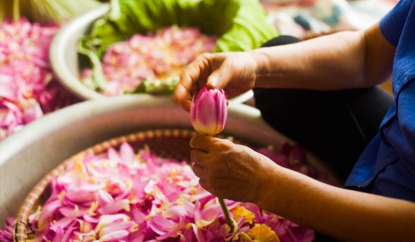 Man löst die Staubblätter von frischen Blumen, um die weißen Staubbeutel an der Spitze zu pflücken und dem Tee Aroma zu verleihen.